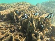 珊瑚礁の周りで泳ぐ魚