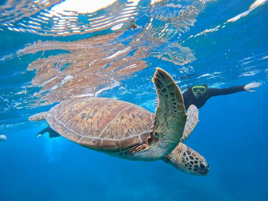 ウミガメと泳ぎました