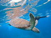 ウミガメと泳ぎました