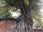 ワットマハタート