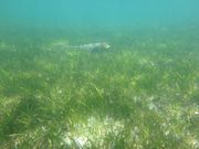 グリーン島でエイ発見