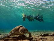 ウミガメが真下に！