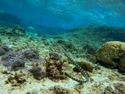 ウミヘビが見れました！