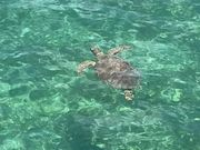 ウミガメにも出会えました