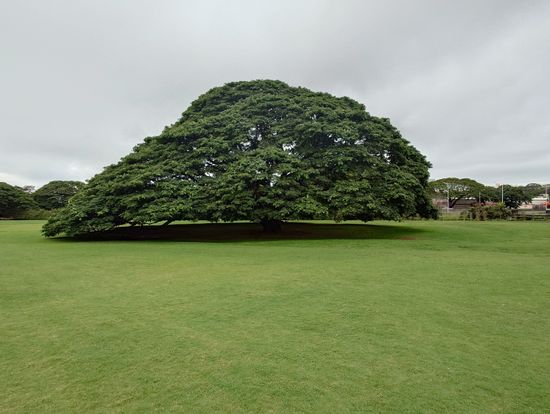 モアナルアガーデン（日立の木）