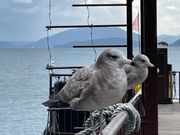 うみねこがお出迎え