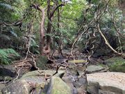 プチジャングル