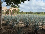 テキーラの原材料