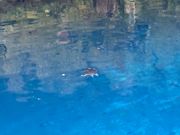 亀と泳げました