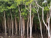 マングローブ