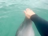 Petting a dolphin snout!