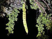 こんな大きな豆が！