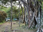 ガジュマルの生育がわかる