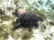 三分の一のカメ