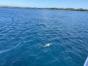 イルカが見えました