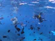 たくさんの魚と海亀にかこまれて