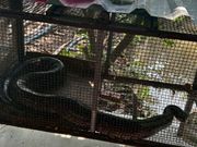 脱皮中なので触れ合いはなかったです