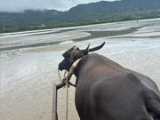 水牛車で由布島へ