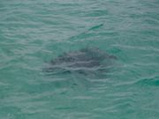 冬にも関わらずホヌに遭遇