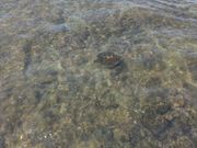 ２匹のホヌを見れました！