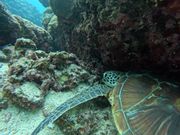 水面に来てくれたウミガメさん(スタッフさん撮影)