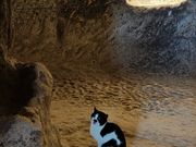 オズコナック地下都市。猫にとっても快適な住居