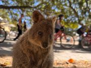 念願のクオッカ