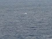 マカプウでのクジラ潮吹き