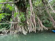 巨大なガジュマル