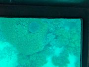 ウミガメ写ってます