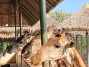 キリンのエサやり