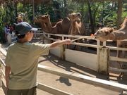 ラクダのえさやり