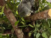 とてもおとなしいコアラが3匹