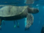 亀さんが目の前に！