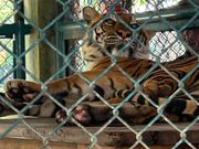 タイガーキングダム