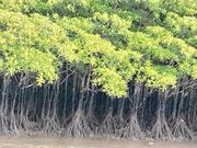 マングローブ