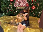 虎の赤ちゃんと写真撮影