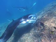 シュノーケルでマンタと泳げた！
