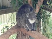 子コアラ