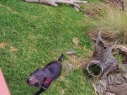 タスマニアデビル