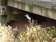 Nobbiesにいた赤ちゃんペンギン