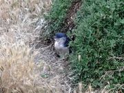 観覧席に行くまでにいた