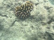 サンゴも点々と