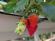 食べ放題だったイチゴ