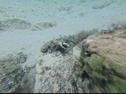 シュノーケリングで見つけた魚