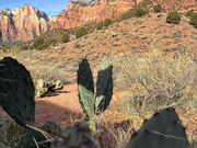 Zionでガイドさんが教えてくれた絶景スポット！