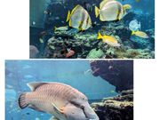 1/1 美ら海水族館
