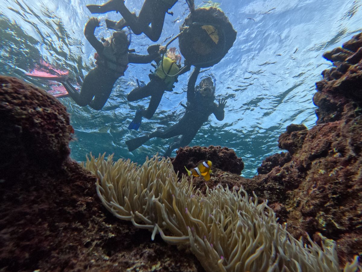 原始的なサンゴ ☆アートマーブル アクアリウム スキューバ 珊瑚 海