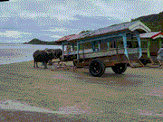 由布島まで運んでくれる水牛さん