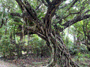 大好きがガジュマルの木